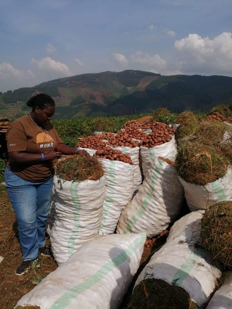 Field researcher beside harvested produce in a rural setting